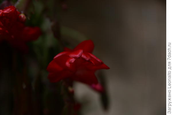 Красный декабрист