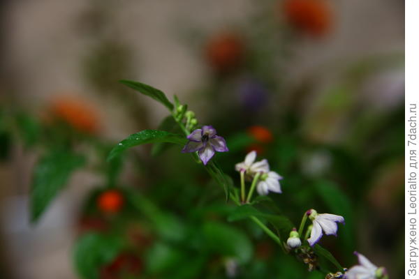 Любимец - комнатный перец "Мексиканец". Тот же фотоаппарат и объектив.