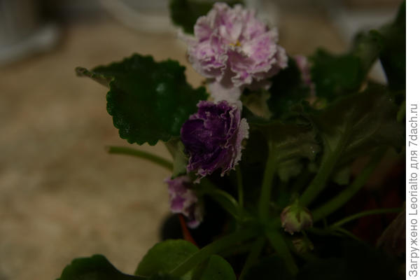 Другой вариант окраски - этой же фиалки