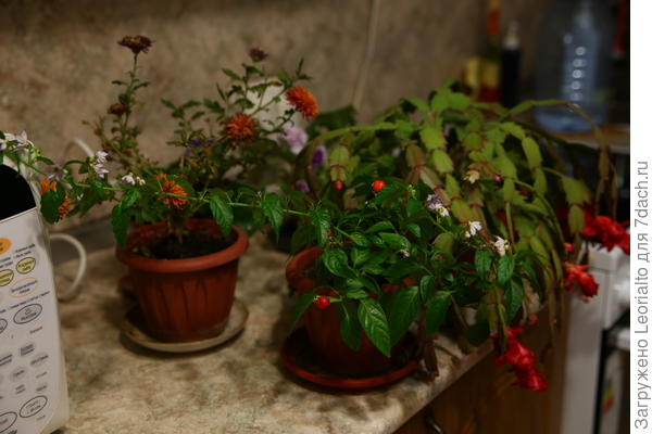 Общий вид на все цветущие в новогодние каникулы растения. Кэнон 6д с тем же современным зум-объективом