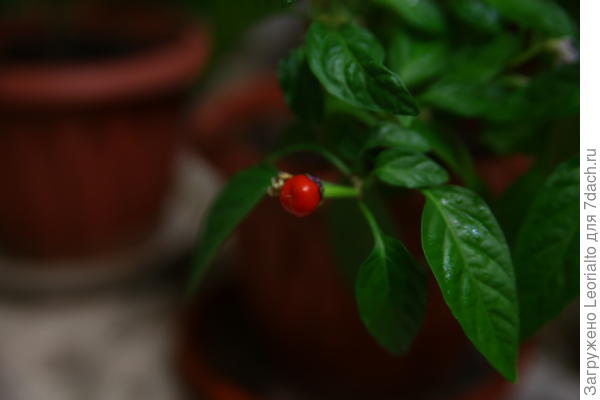 Яркие плоды перца. Кэнон 6д с тем же современным зум-объективом.