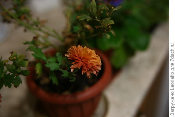 Хризантема