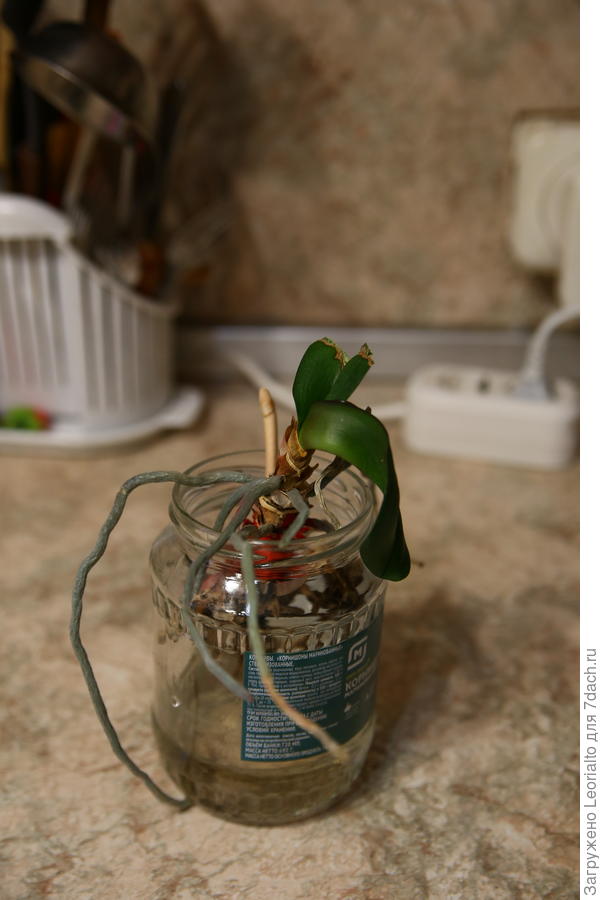 корни есть, лист вялый