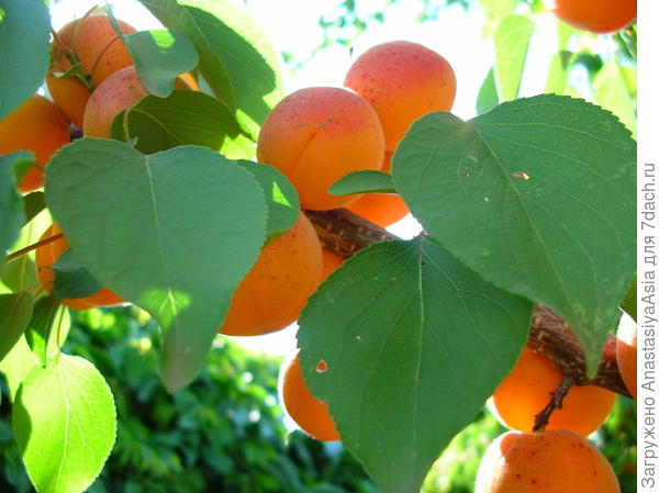 абрикос