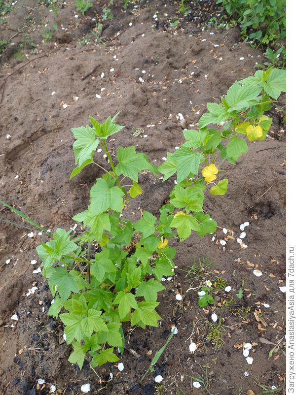 Черная смородина