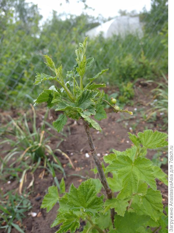 Красная смородина