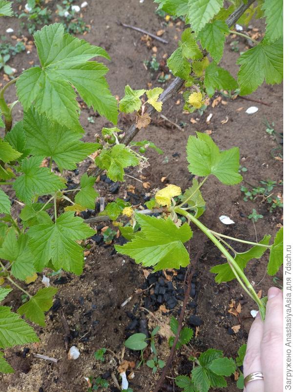 Черная смородина