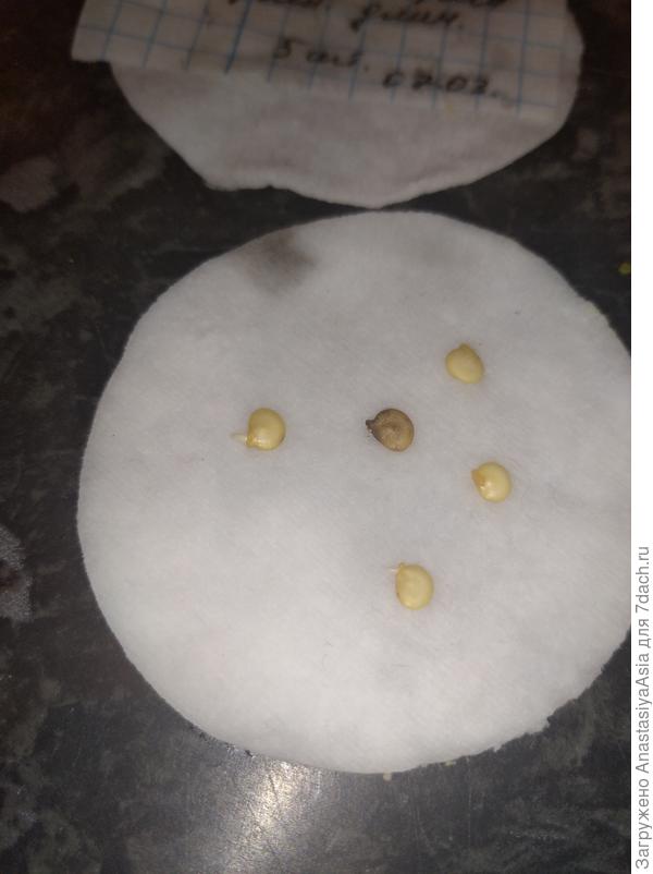 Жгучий перчик