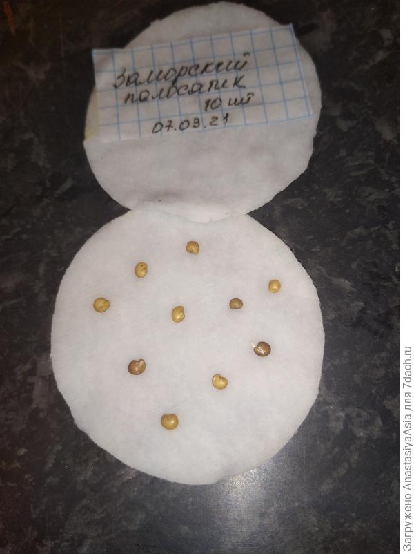 Полосатик баклажан