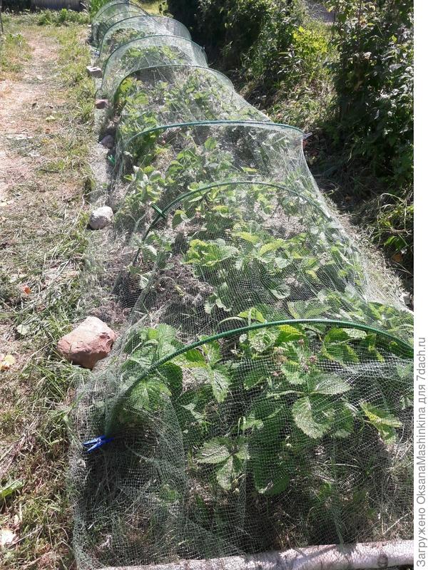 Накрыла от птиц