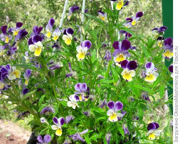 Миленькие глазки