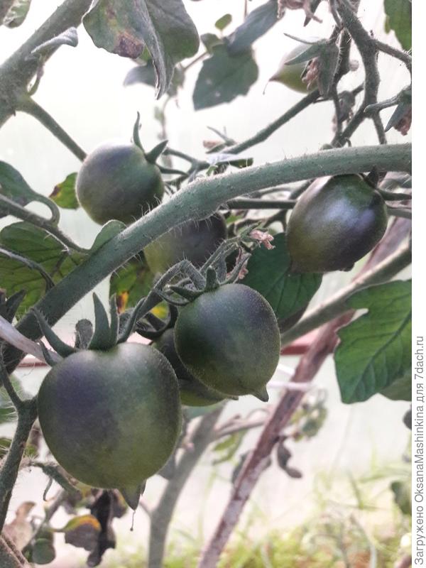 Томат "Чёрный Дракон F1"