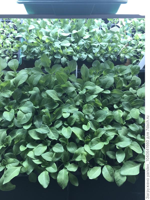 Рассада петуний! Готова к последней перевалке перед посадкой в грунт!