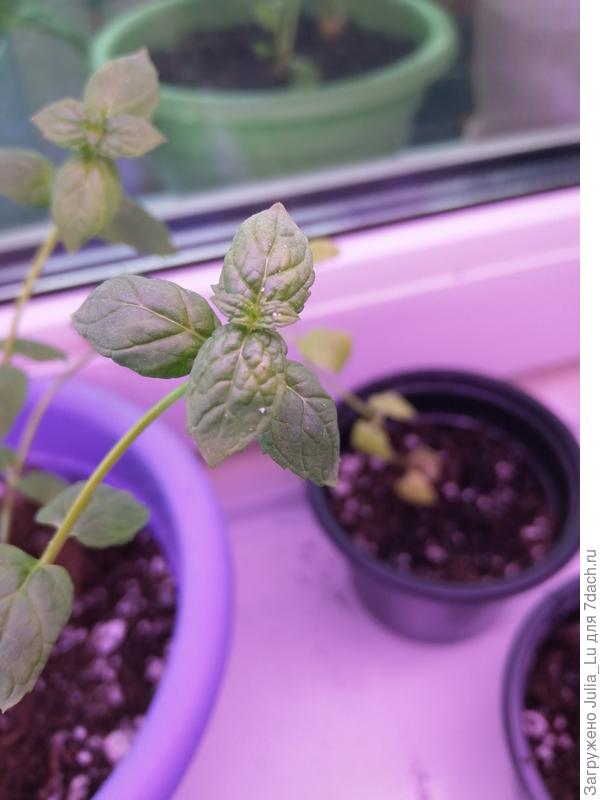 Мята. Рыжие пятна