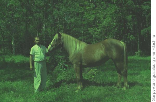 Эту лошадь также вырастил из жерёбенка для иппотерапии - для себя, но и лечил больных деток (ДЦП)