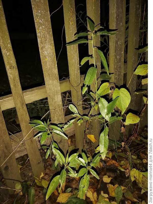 Миндаль на 22.10.2020.