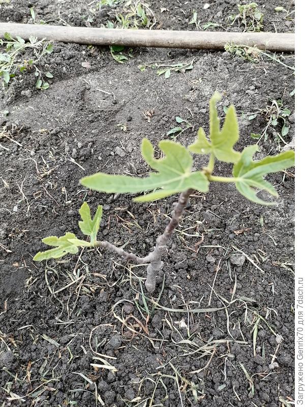 Это мною купленный и посаженный инжир.