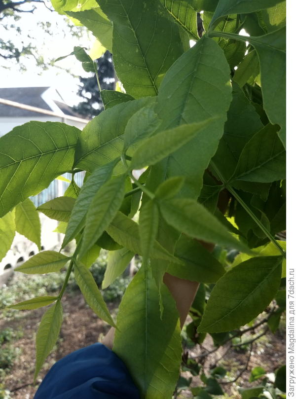 листва дерева