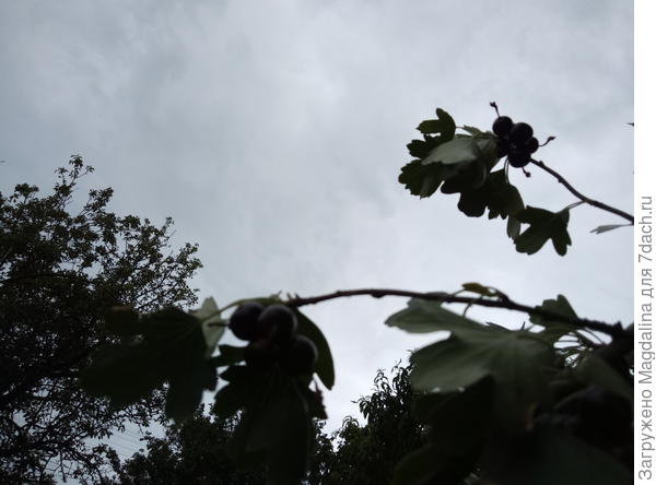 Но смородина уже созрела