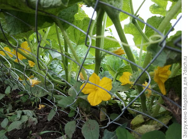 уже в цвету