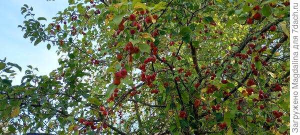 Плоды на дереве