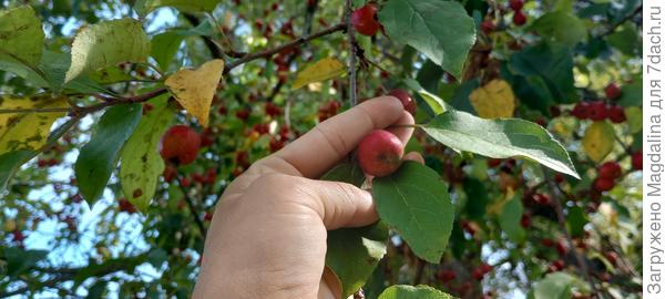 Маленькие красные яблочки