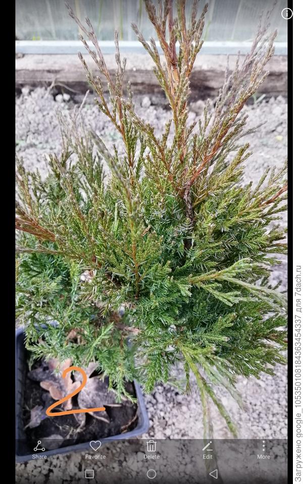 Можжевельник2