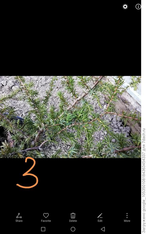 Можжевельник3