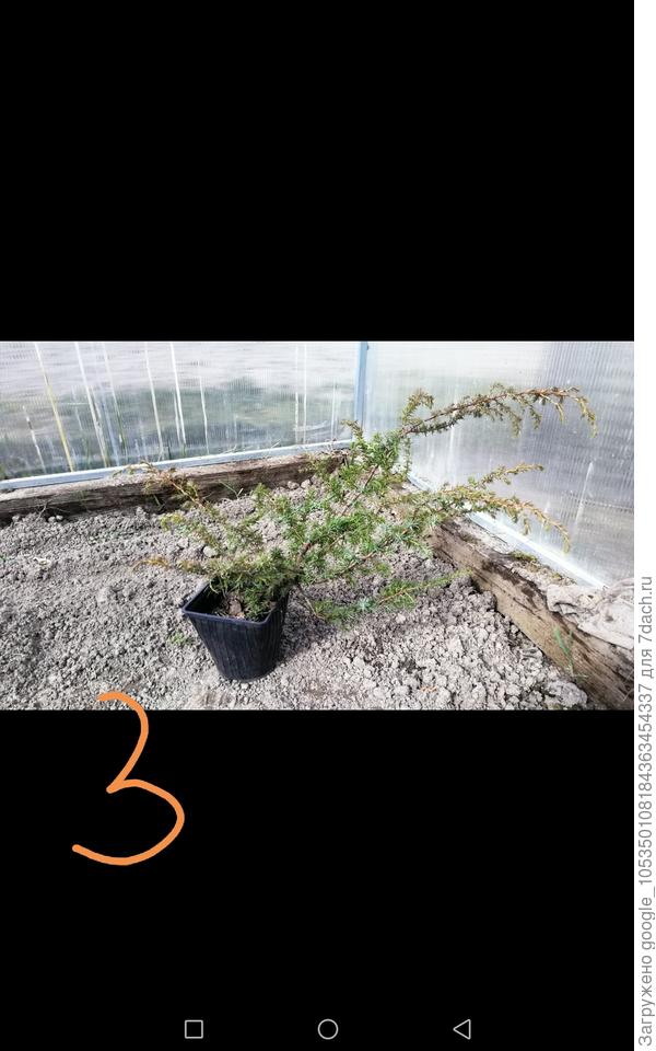 Можжевельник 3