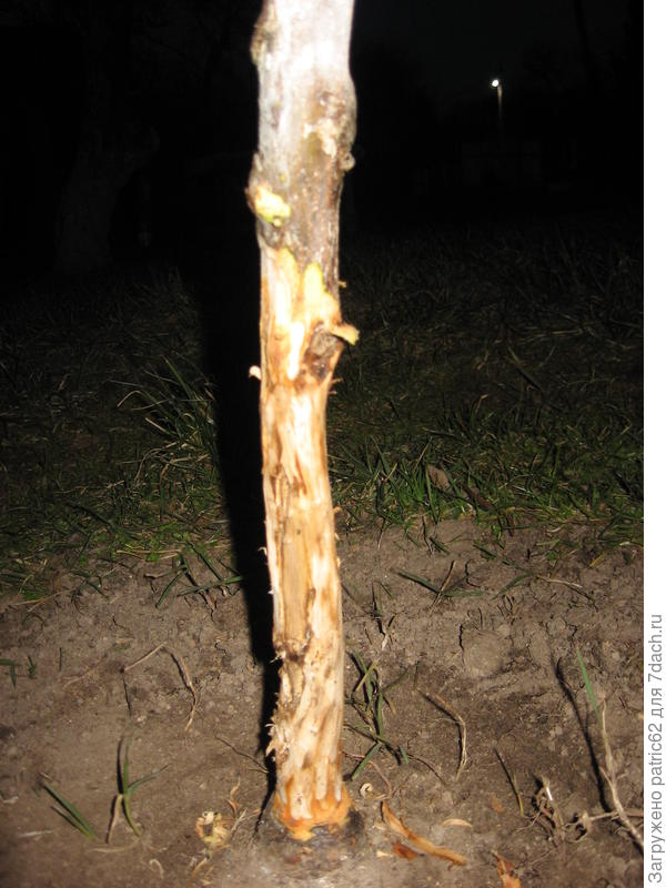 Это дерево после зачистки со всех сторон.