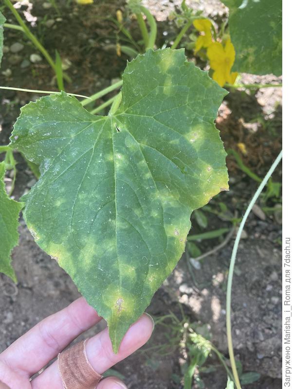 лист огурца