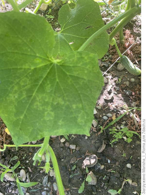 лист огурца