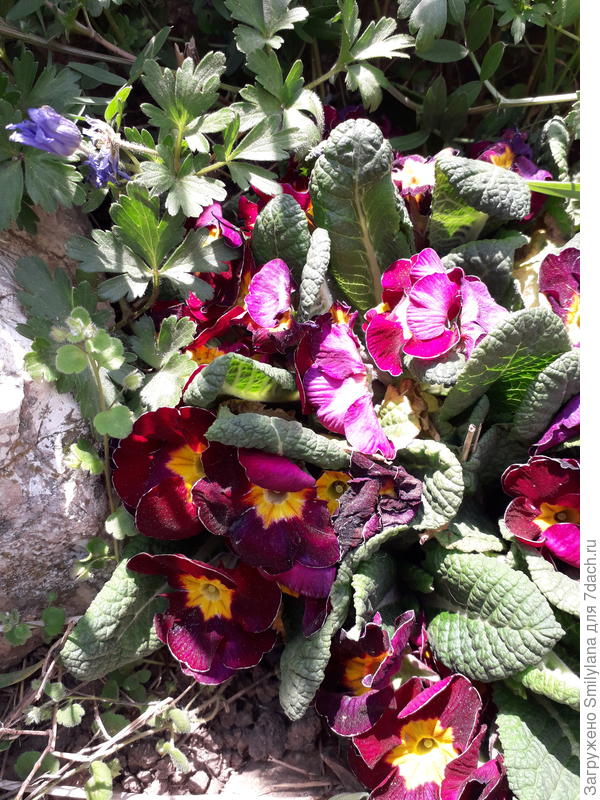 Мои любимые и самые дорогие цветы - 3 года назад их подарил мне сын на День матери