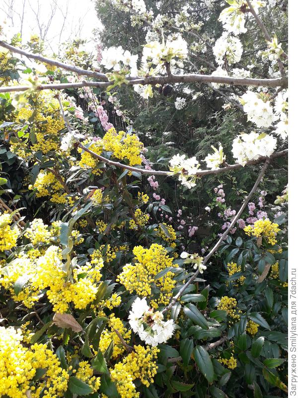 Кустарники и черешня