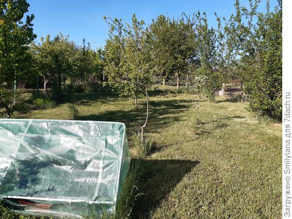 Парничок тоже почти закончил свою работу - урожай редиски собран, горошек и цветы пророщены.