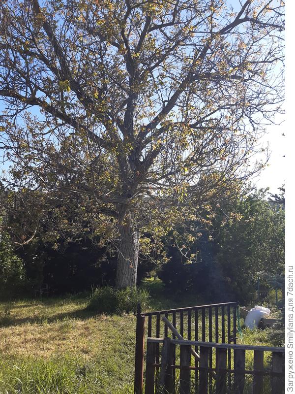 Старейшина нашего сада - грецкий орех - готов уберечь мою грядку от разных непрошенных гостей. Например, крестоцветной блошки, которая массово летит к нам с рапсовых полей.