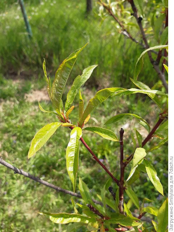 В самом начале цветения я опрыскивала персики дрожжами, чтобы снизить нагрузку от грибка тафрины, которым болеют оба наши дерева. Несмотря на мокрую и неустойчивую весну, болезнь пока особенно не проявляется
