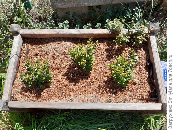 Моё "болотце" пролито подкисленной водой, внесён свежий торф и засыпаны опилки, чтобы хранить влажность