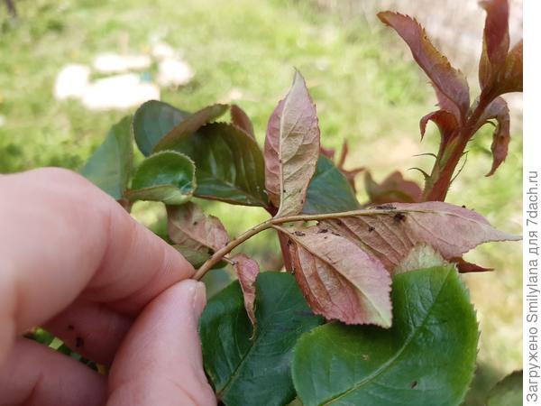 Поскольку началась тля, я обработала все молодые побеги роз и плодовых деревьев смесью из острого красного перца и эфирного масла гвоздики, разведённого в ложке молока. От такой ядерной смеси тля сбегает и больше не возвращается. :)