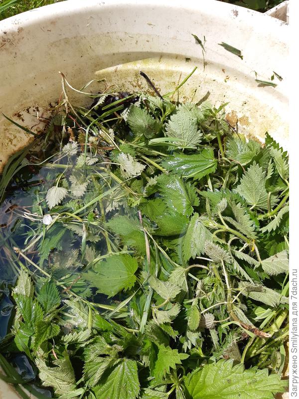 Крапивный настой - лучшее средство для весенней подкормки