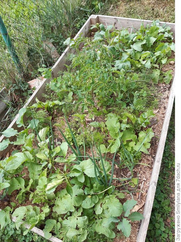 Редис, морковь, лук, чеснок, базилик, помидоры, перец, зелень и зелёный горошек