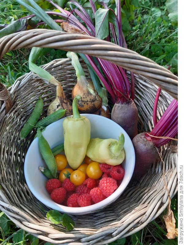 А это каждодневный урожай (горошек последний уже)