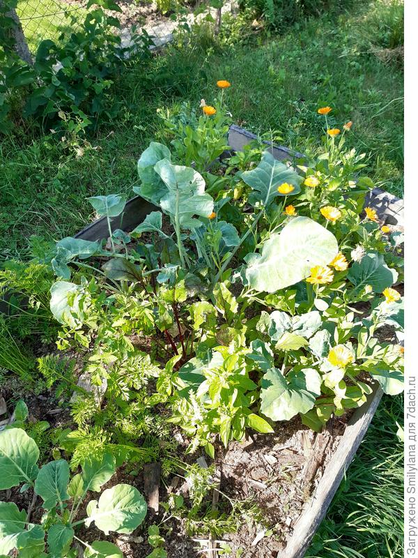 Вторая грядочка