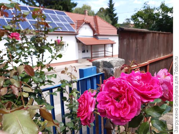 Розовый плетун, поработивший наш забор у палисадника