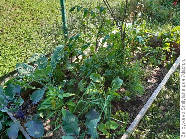 Первая грядочка