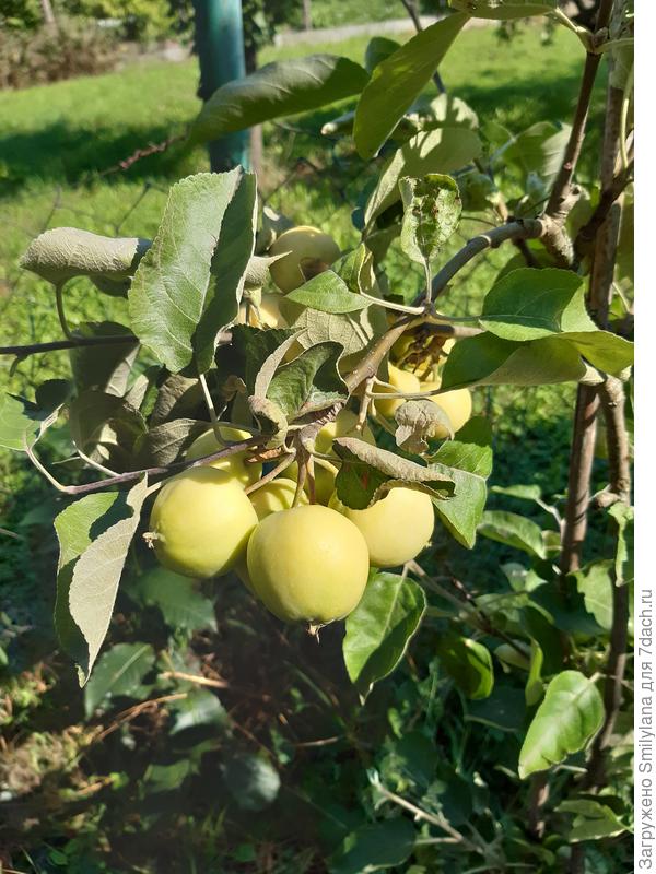 Яблочки Белый налив