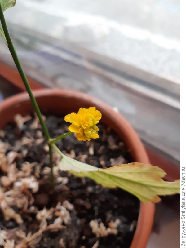 Отчитываюсь: сорвала веточку, укоренила. Пока растёт в горшке, собралось цвести. Весной высажу в сад. Спасибо за помощь и подсказку!