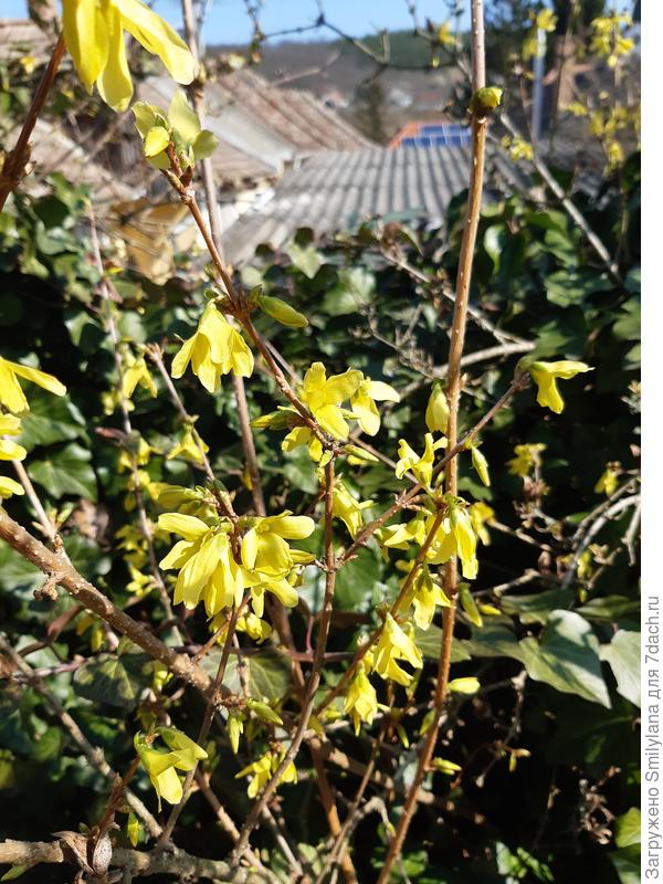 Красота моя. По-венгерски она называется "золотое дерево"