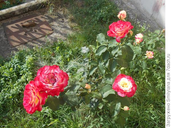 Розы без всякой тли