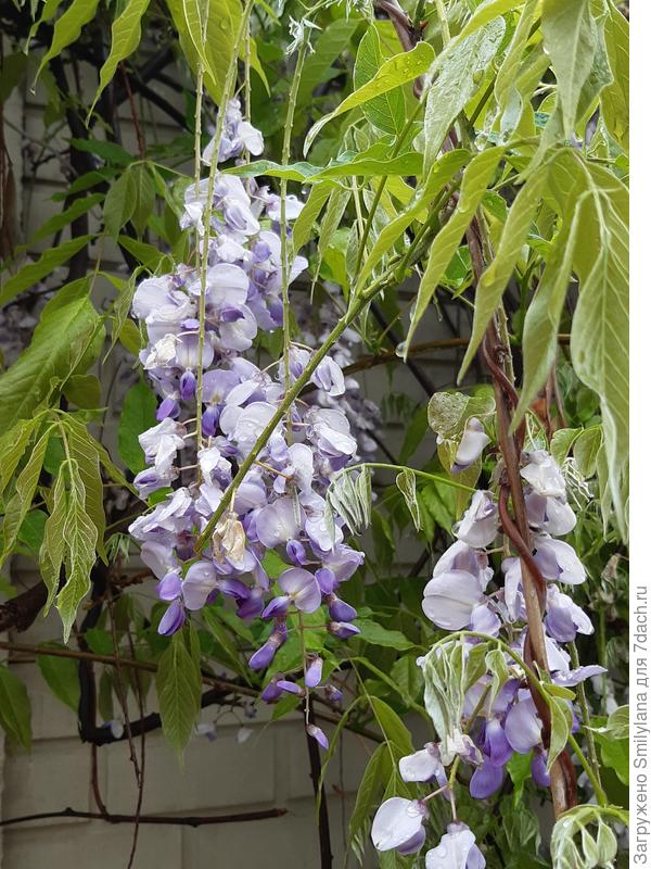 Глициния цветёт